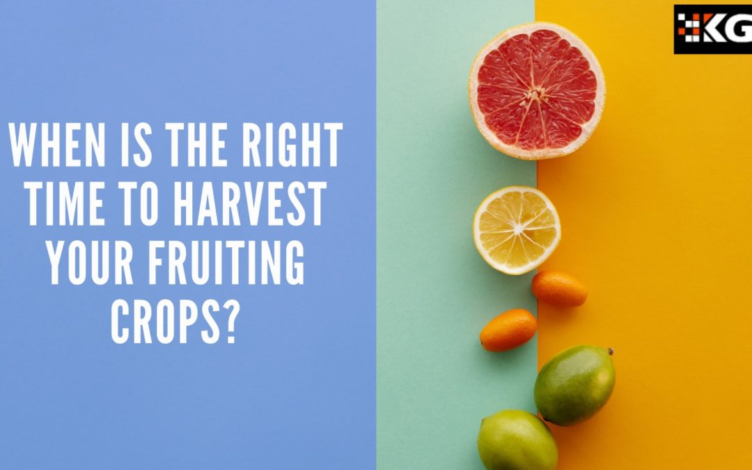 WHEN IS THE RIGHT TIME TO HARVEST YOUR FRUITING CROPS?