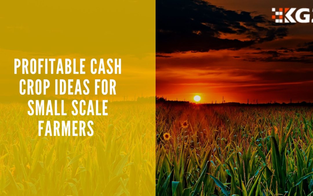 PROFITABLE CASH CROP IDEAS FOR SMALL SCALE FARMERS