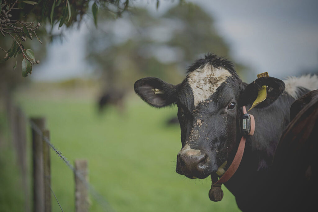 Agribusiness News: Livestock